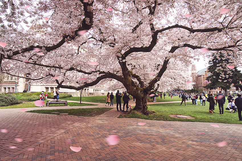 Seattle cherry blossom tree